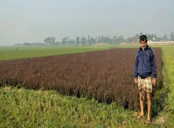 লাখাইয়ের হাওরে চোখ জুড়ানো বেগুনি ধান 